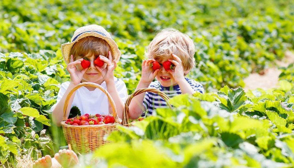 Aprende inglés con fresas: vocabulario en inglés sobre frutas, alimentación y naturaleza para niños.