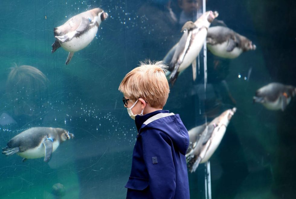 Niño observando pingüinos en el acuario, recursos en inglés para niños sobre animales y naturaleza.